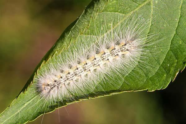 E’ tornata nel novarese l’Ifantria americana: non è processionaria, innocua per persone e animali