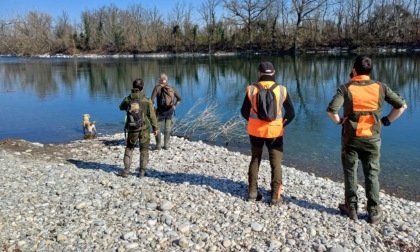 Peste suina: nel parco del Ticino si cercano carcasse da analizzare