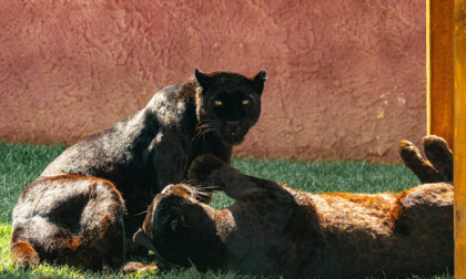 Il Safari Park di Pombia accoglie dalla Francia tre leopardi melanici