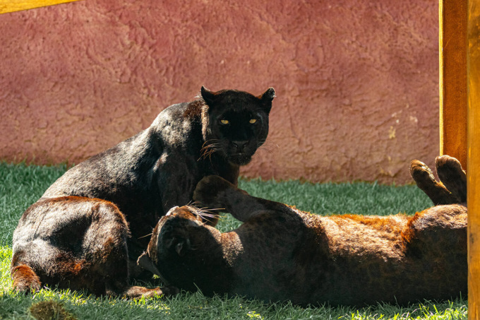 Il Safari Park di Pombia accoglie dalla Francia tre leopardi melanici