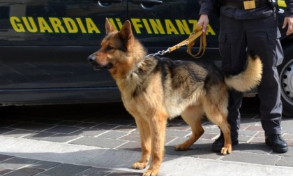 Guardia di finanza Novara: con i "cash dog" per la ricerca di denaro sequestrati 140mila euro