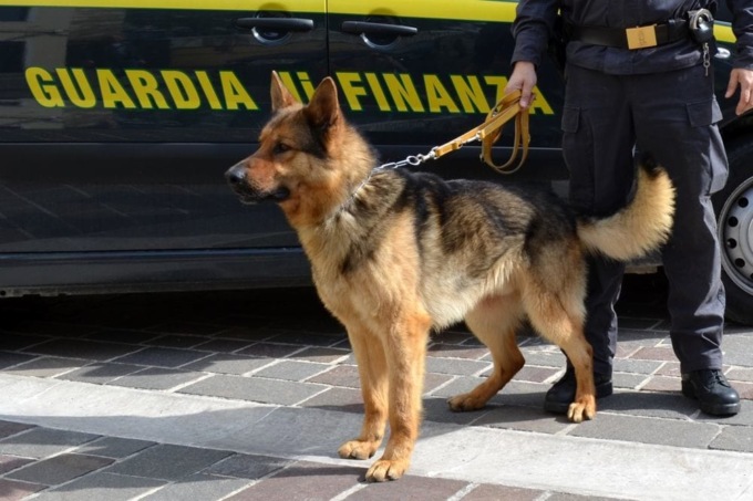 Guardia di finanza Novara: con i “cash dog” per la ricerca di denaro sequestrati 140mila euro