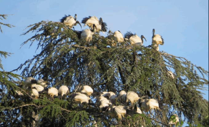 Novara, monitoraggio sulle colonie di Ibis sacri