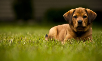 Erba sintetica e animali domestici: un binomio vincente per il benessere del tuo cane