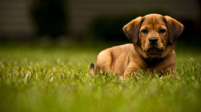 Erba sintetica e animali domestici: un binomio vincente per il benessere del tuo cane