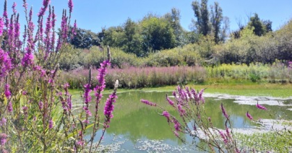 Riqualificata la Palude di Casalbeltrame: esempio virtuoso di compensazione ambientale