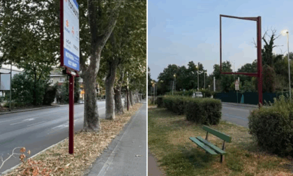 Alberi abbattuti, arrivano i cartelloni: la denuncia di Novara Green