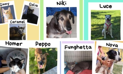 L'appello di Enpa Novara: servono fondi per le cure straordinarie di nove animali
