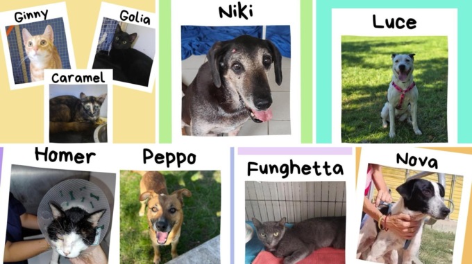 L’appello di Enpa Novara: servono fondi per le cure straordinarie di nove animali