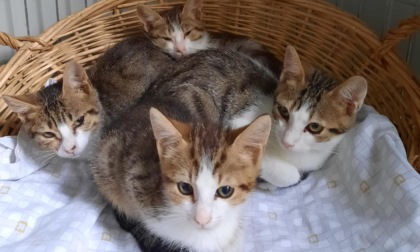 Animali, la situazione a Novara tra abbandoni, rinunce e cucciolate continue