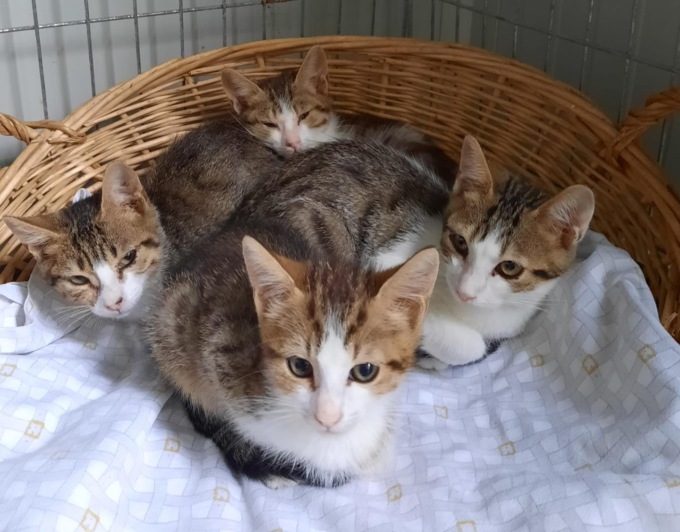 Finanziati dalla Regione 22 progetti per la tutela delle colonie felice: 8mila euro a Novara