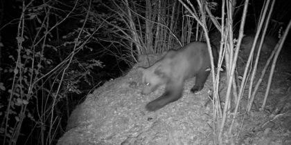 Avvistato un orso a Malesco: sono due gli esemplari presenti nel Vco