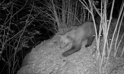 Avvistato un orso a Malesco: sono due gli esemplari presenti nel Vco