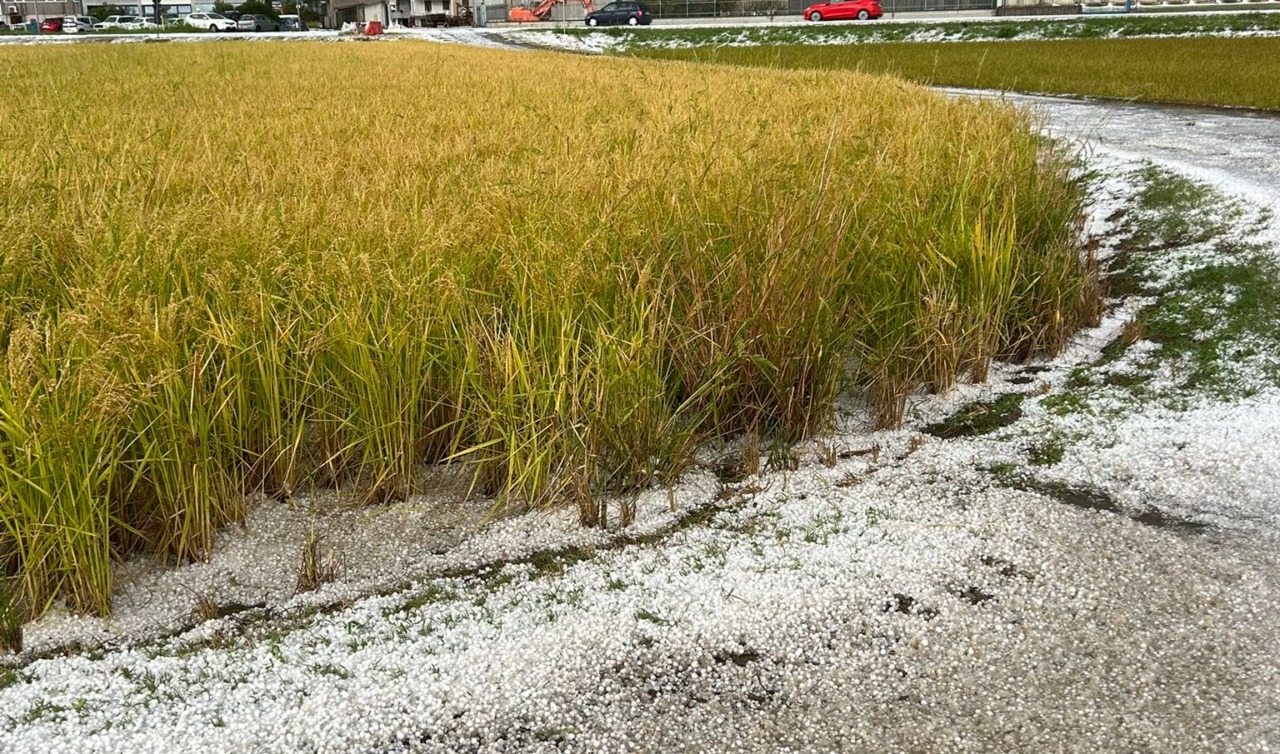 Violenta grandinata sul Novarese, sul riso danni fino al 100%