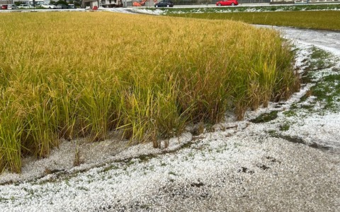 Violenta grandinata sul Novarese, sul riso danni fino al 100%