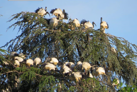 Caso “ibis sacri” a Novara: piano di contenimento e indagini sugli avvelenamenti