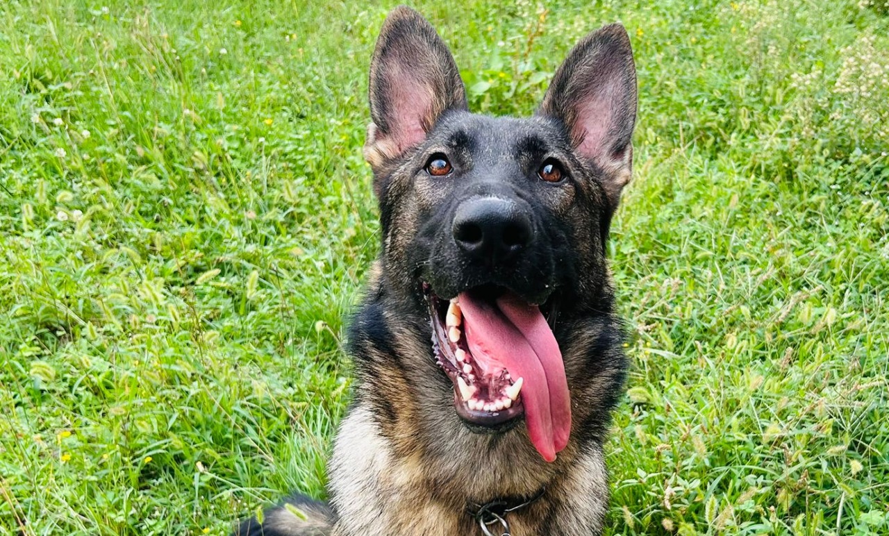 Mitch prende il posto di Baldo: arriva il nuovo cane antidroga della Polizia di Trecate