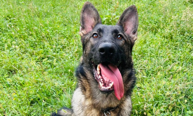 Mitch prende il posto di Baldo: arriva il nuovo cane antidroga della Polizia di Trecate