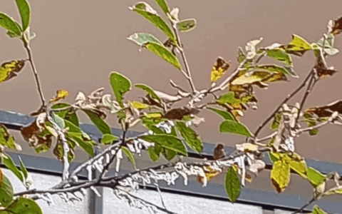 Allarme cocciniglia su una pianta ad Arona: “dopo la popilia e l’iphantria ci mancava questa”