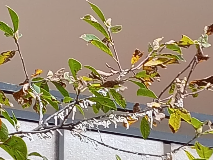 Allarme cocciniglia su una pianta ad Arona: “dopo la popilia e l’iphantria ci mancava questa”