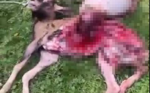 L’allarme a Boca: “Un lupo ha sbranato la mia capra”