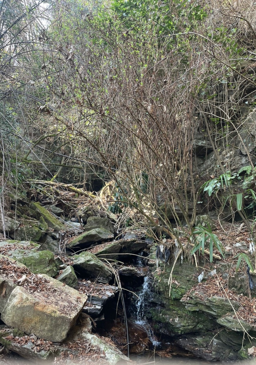 Avvio dei lavori di pulizia e asporto del materiale boschivo in alveo del Rio Ronco Pariano a Baveno