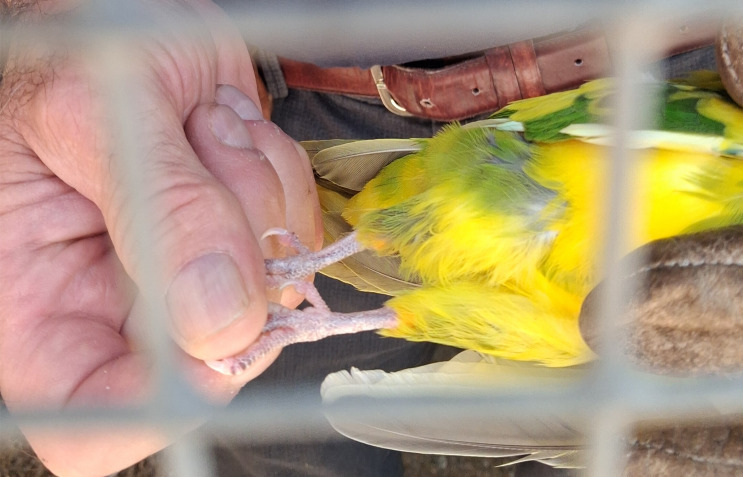 Giardino zoologico abusivo sull’Isola Madre: 30mila euro di multa