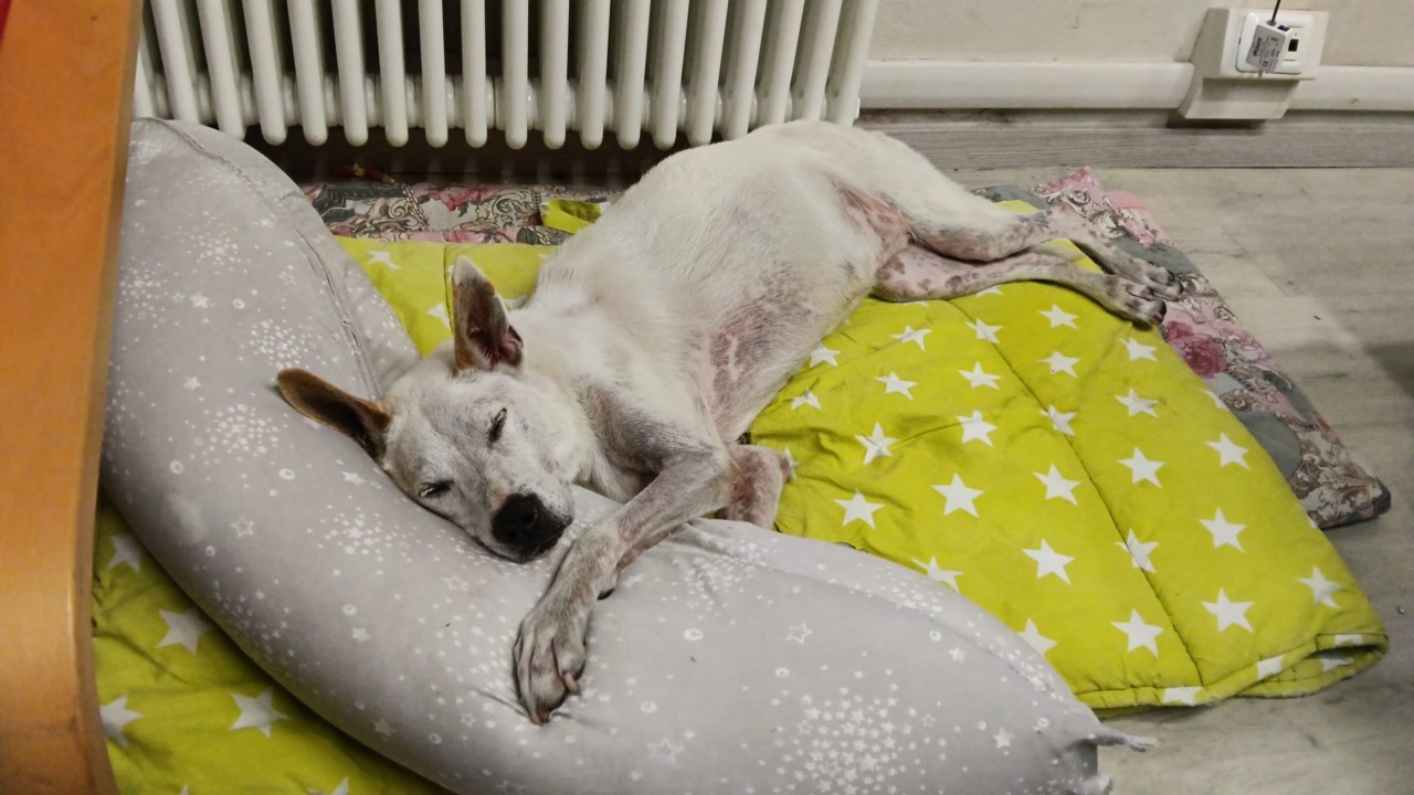 “Adotta un cane Over 10: ti rimborsiamo eventuali spese veterinarie”: l’iniziativa del comune di Verbania