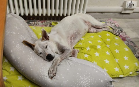 “Adotta un cane Over 10: ti rimborsiamo eventuali spese veterinarie”: l’iniziativa del comune di Verbania