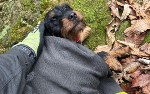 Cagnolino si perde nei boschi della Val Ganna: salvato dai vigili del fuoco del Vco