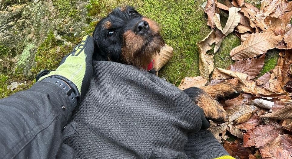 Cagnolino si perde nei boschi della Val Ganna: salvato dai vigili del fuoco del Vco