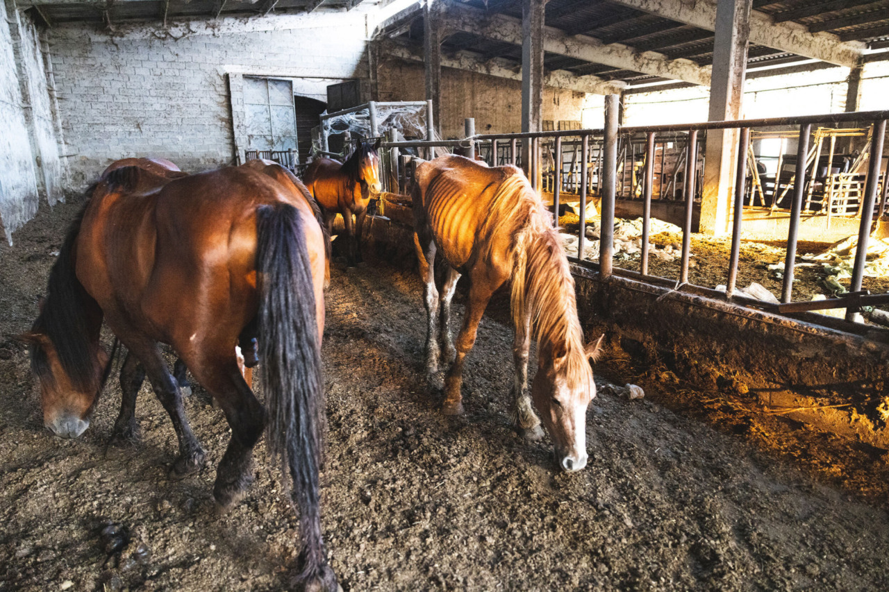 Maltrattamenti sugli animali a Suno, condanna in primo grado per l’allevatore