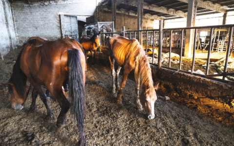 Maltrattamenti sugli animali a Suno, condanna in primo grado per l’allevatore