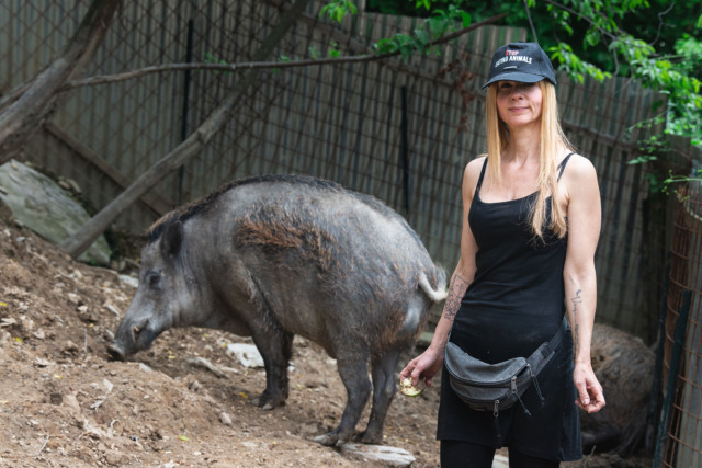I cinghiali Naso e Rosino sono salvi: il Rifugio Miletta ha vinto la sua battaglia legale