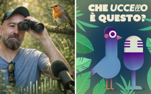 Nasce “Che uccello è questo?”: il podcast novarese che porta il birdwatching alla portata di tutti