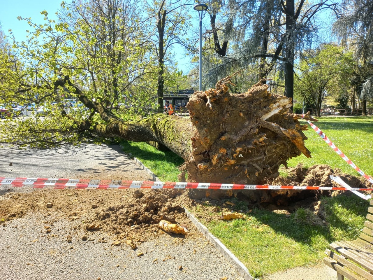 A Novara il vento abbatte un grosso albero sull’Allea: ferito un uomo