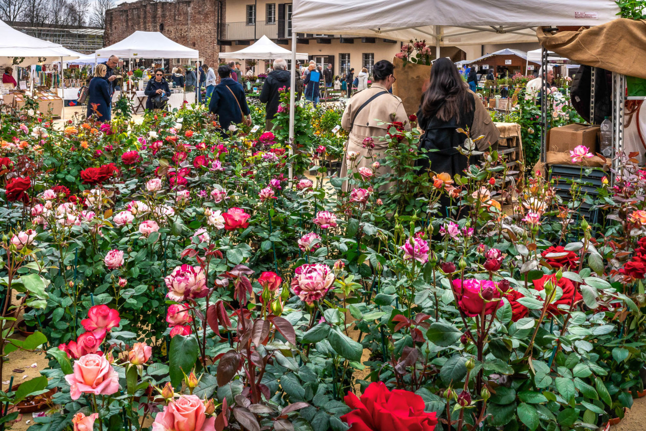 Cosa fare a Novara e provincia nel fine settimana: gli eventi del 28 e 29 marzo