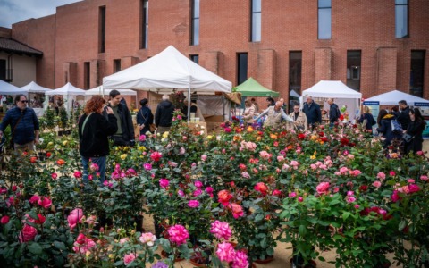 Fiorissimo al Castello: Novara si trasforma in una Corte Fiorita