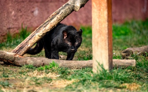 Il Safari Park di Pombia dà il benvenuto a Luna, cucciola di leopardo melanico