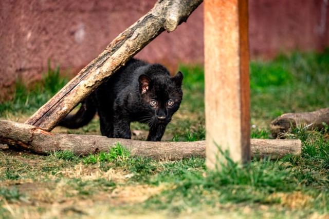Il Safari Park di Pombia dà il benvenuto a Luna, cucciola di leopardo melanico