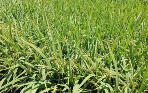 Cia Novara Vercelli Vco: “Senza misure correttive rapide, la produzione di riso non ha futuro in Europa”