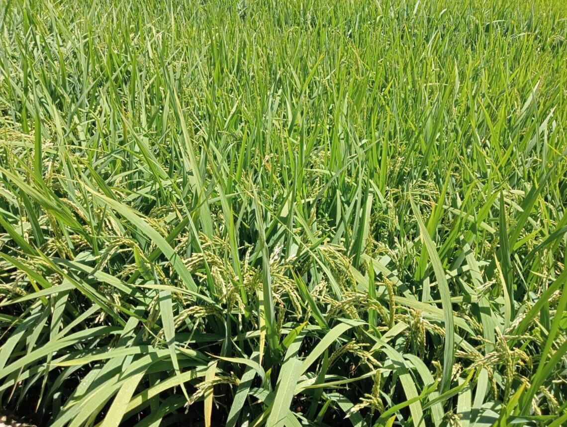 Cia Novara Vercelli Vco: “Senza misure correttive rapide, la produzione di riso non ha futuro in Europa”