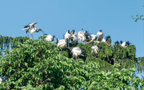 Nuova invasione di ibis sacri: colonizzato il centro tra Allea e giardini pubblici