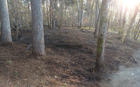 Incendio al Bosco Solivo a Borgo Ticino, si pensa a un’origine dolosa
