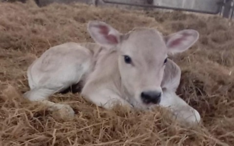 Novara, al Bonfantini nasce una vitellina: si chiamerà “Nina”