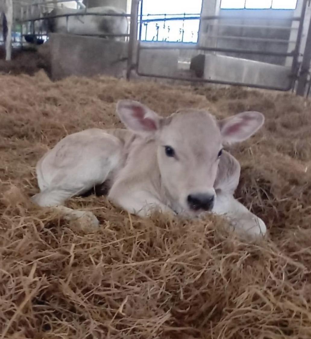 Novara, al Bonfantini nasce una vitellina: si chiamerà “Nina”