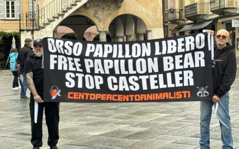 Blitz animalista a Orta San Giulio per l’orso Papillon, detenuto da anni al Casteller di Trento
