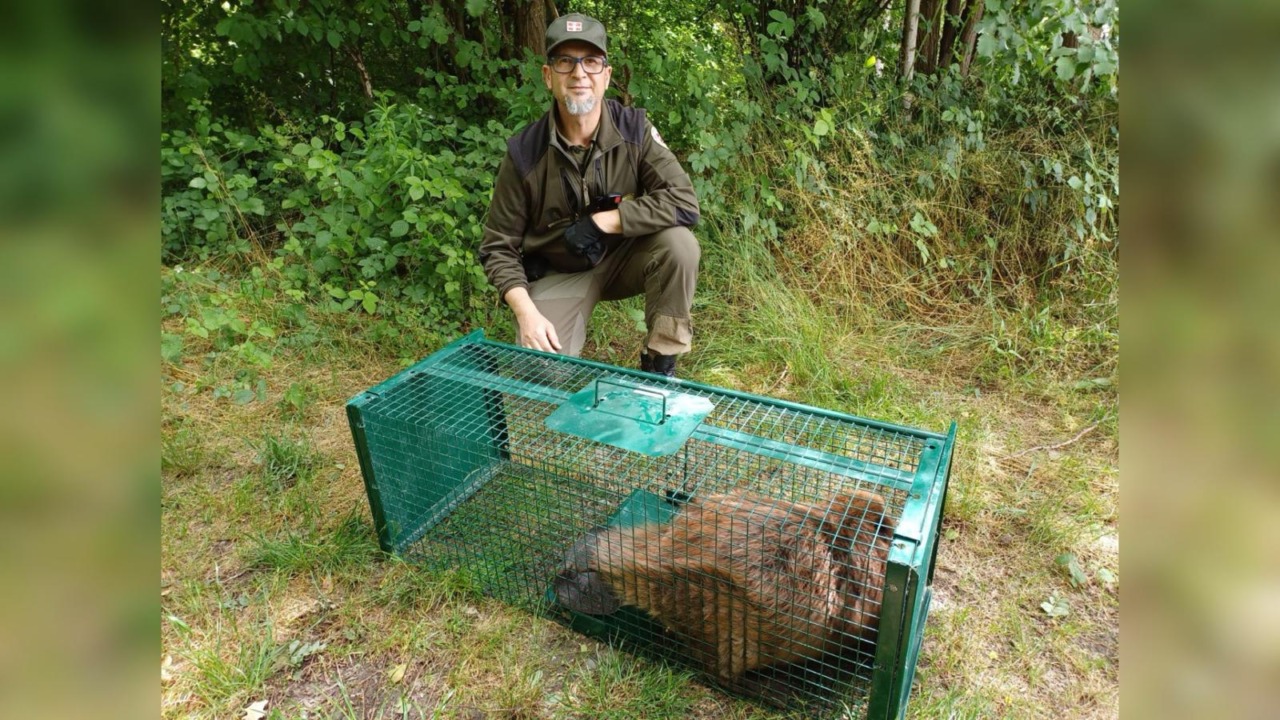 Castoro europeo salvato e liberato: intervento congiunto tra Parco, Forestali e Polizia provinciale