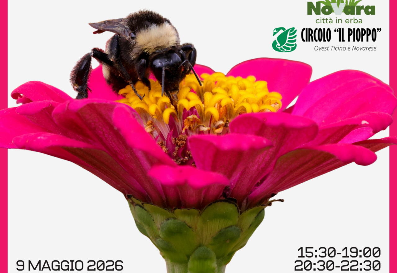 BioBlitz a Novara, cittadini e ricercatori insieme per scoprire la vita nascosta dei parchi