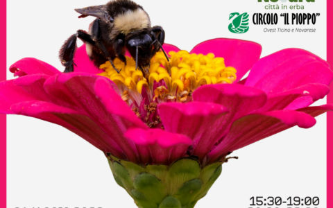 BioBlitz a Novara, cittadini e ricercatori insieme per scoprire la vita nascosta dei parchi